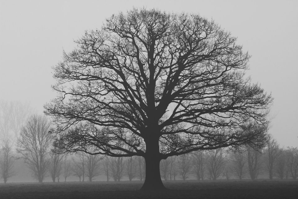 Dark tree representing self harm