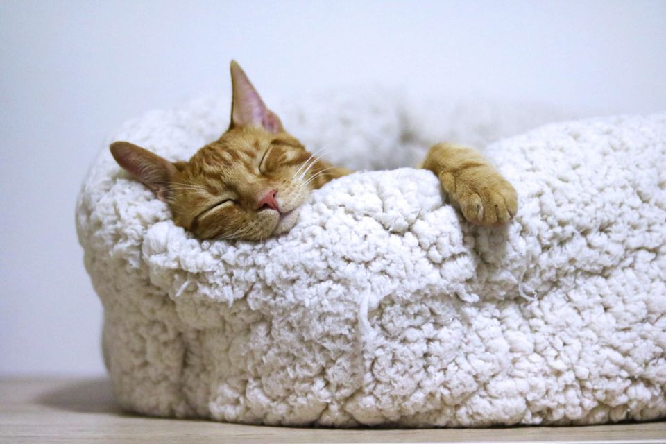 Sleeping orange cat representing the need for sleep