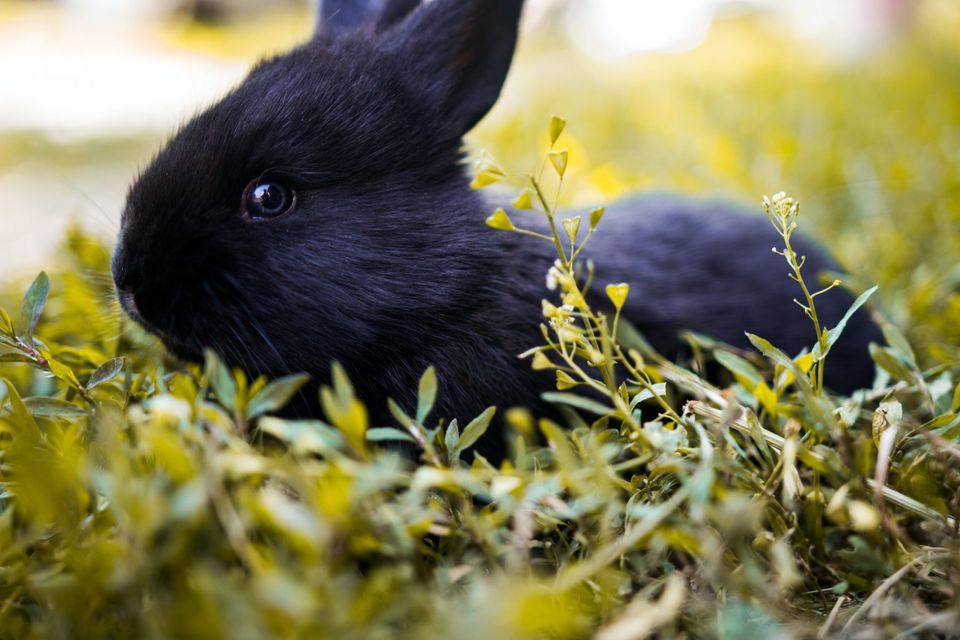 Black rabbit representing overthinking